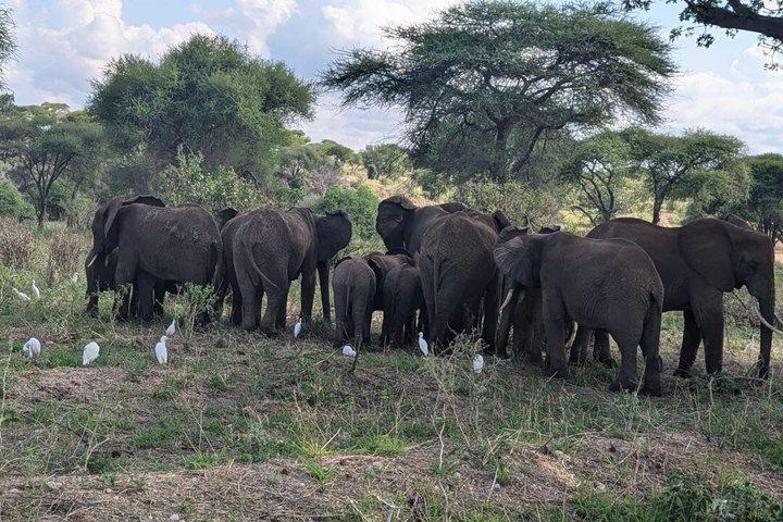 7 Day Tanzania Camping Adventure Big Five Safari Experience