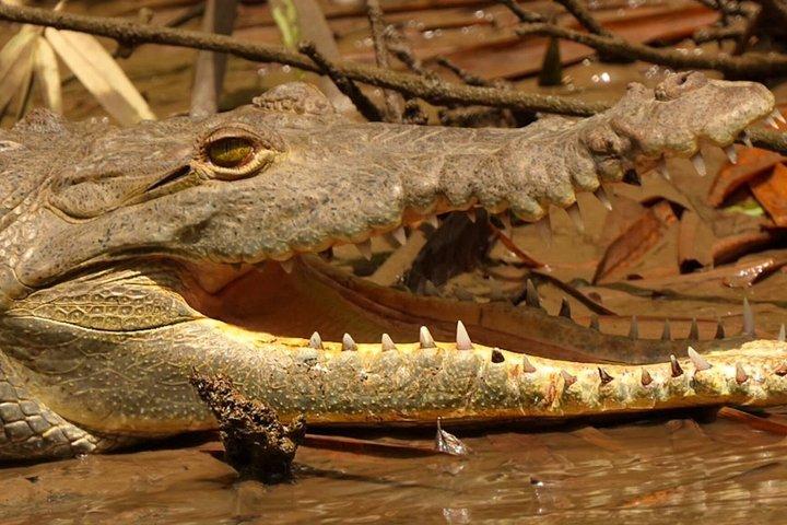 Mangrove tour, crocodiles , monkeys birds nature Boat or Kayak