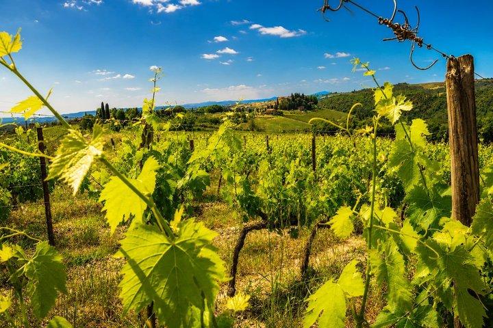 Florence: Chianti Wine Tour & San Gimignano with 2 Wineries