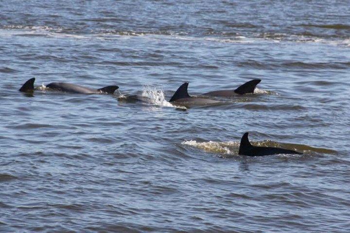 2 Hr Guaranteed Dolphin, Melbourne, ,Cocoa Beach.1030 am