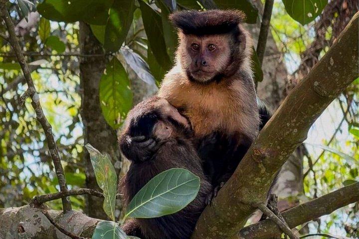 Tijuca Forest: Waterfalls, Cave, and Wildlife