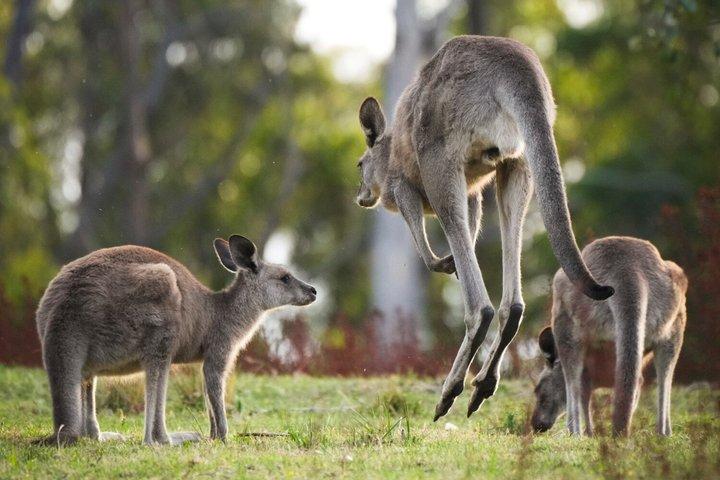 Intimate Blue Mountains Wild Kangaroos & Sunset for Nature Lovers