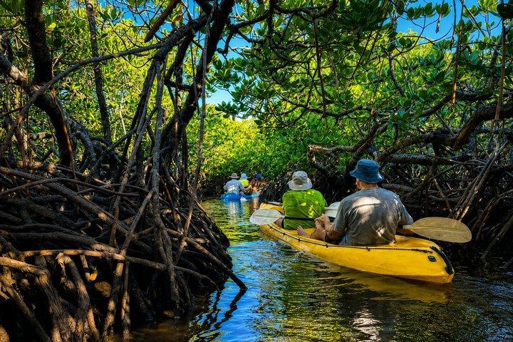 Noosa Heads: Epic Hidden Waterways & Wildlife Kayak Tour