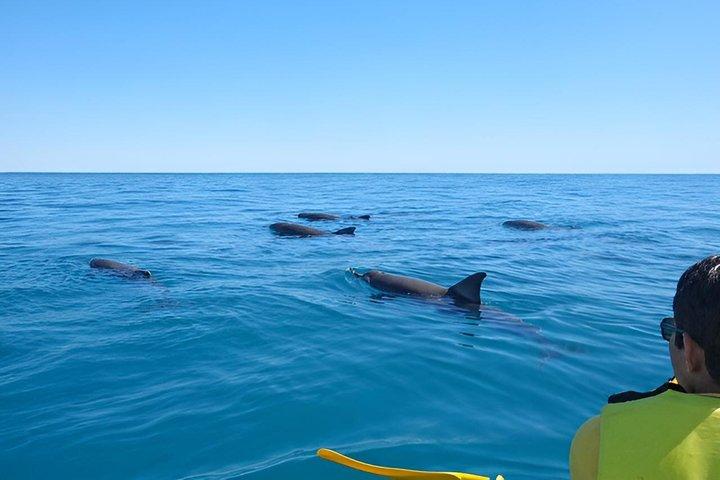 Epic Kayak With Dolphins & Wildlife - 4WD Beach Adventure Noosa