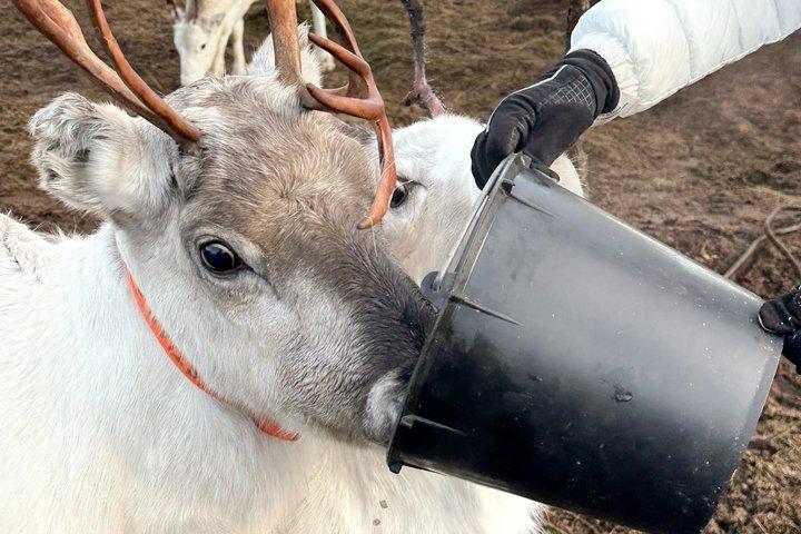 Reindeer Feeding & Sámi Culture Experience in Autumn
