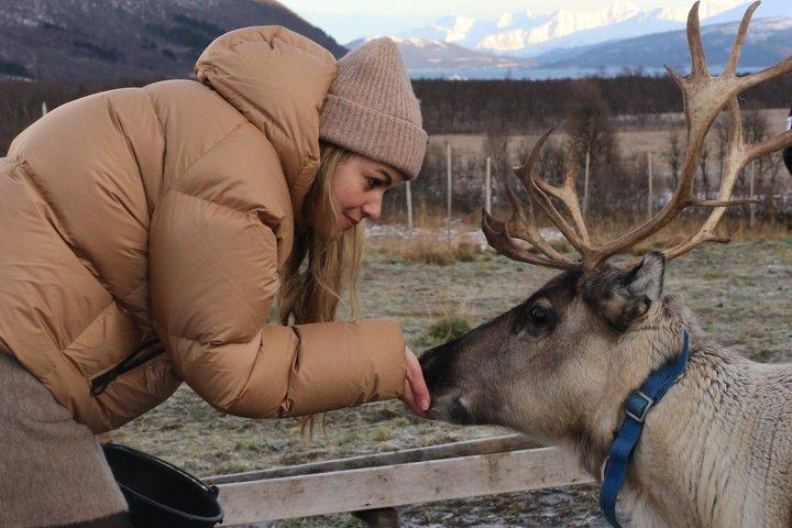 Reindeer Feeding & Sámi Culture Experience in Autumn
