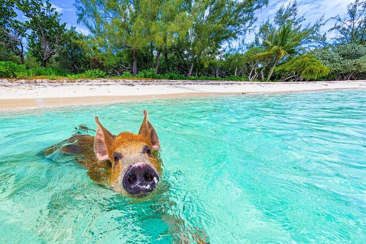 Nassau: Bahamas Swimming Pigs & Pearl Island Beach with Lunch