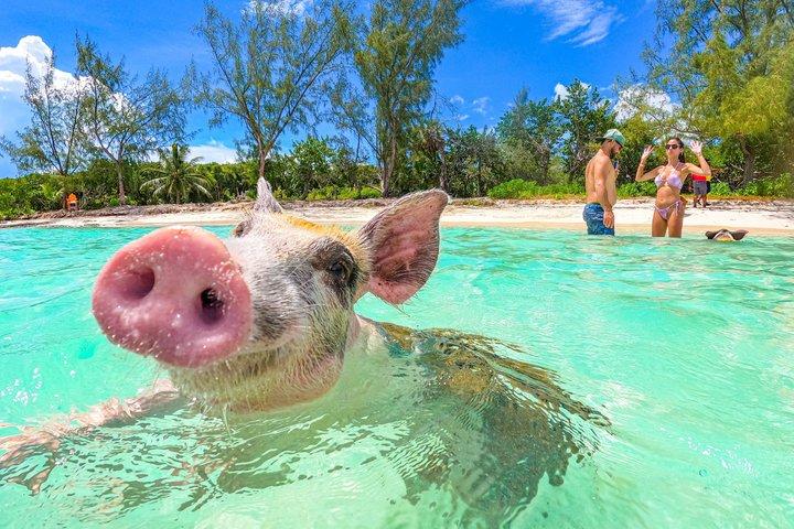 Nassau: Bahamas Swimming Pigs & Pearl Island Beach with Lunch