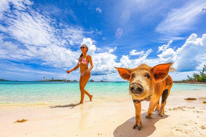 Nassau: Bahamas Swimming Pigs & Pearl Island Beach with Lunch