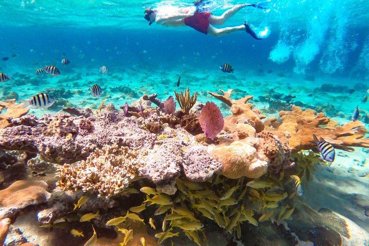 Nassau: Pearl Island Reef Snorkeling + Beach Day & Bahamian Lunch