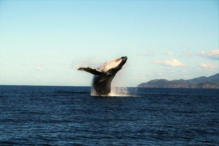 Whale Watching and Wildlife Cruise Townsville and Magnetic Island