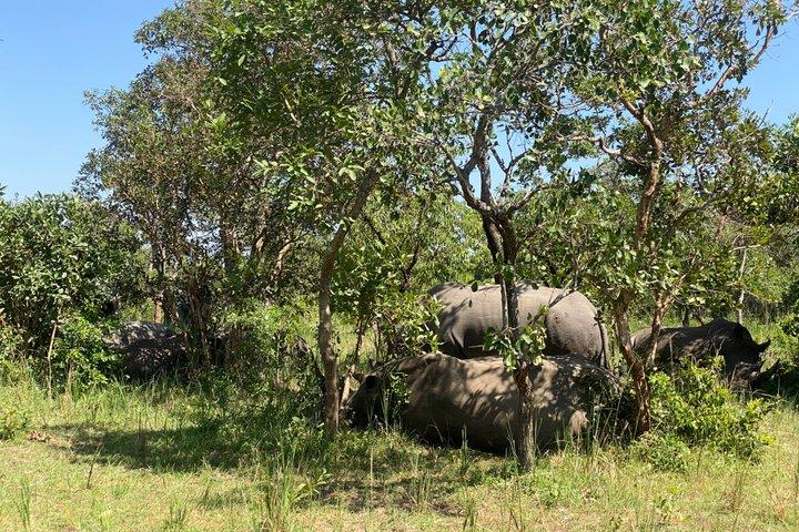 Ziwa Rhino Sanctuary Guided Walking Safari