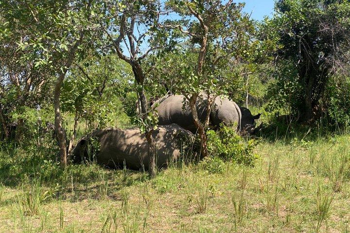 Ziwa Rhino Sanctuary Guided Walking Safari