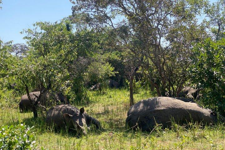 Ziwa Rhino Sanctuary Guided Walking Safari