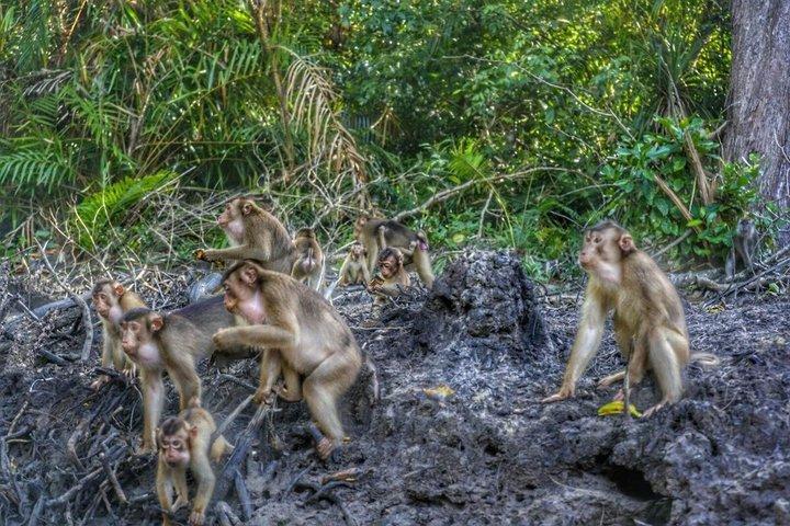 Kawa Kawa Rivercruise Proboscis Monkey and Fireflies