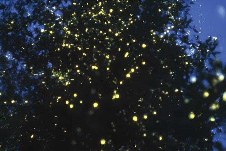 Kawa Kawa Rivercruise Proboscis Monkey and Fireflies
