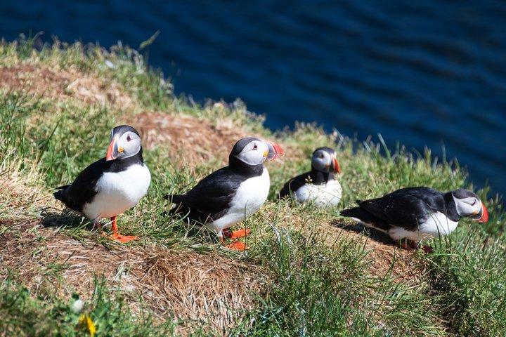 Puffin Watching and Gufufoss Waterfall Tour from Seydisfjordur