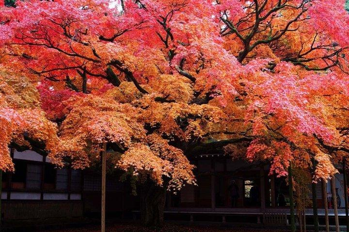 Itoshima Scenic Day Tour Shiraito Falls and Coastal View Fukuoka