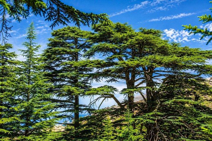 Private Full-Day Tour to Qadisha valley, Bcharre and Cedars of God from Beirut