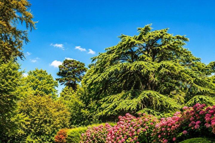Private Full-Day Tour to Qadisha valley, Bcharre and Cedars of God from Beirut