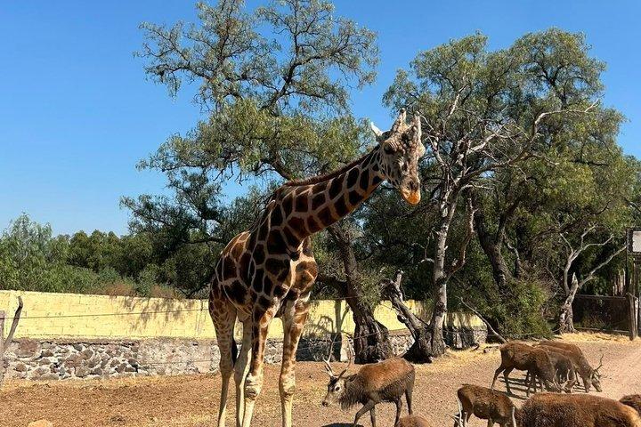 Teotihuacan and SAFARI with buffet breakfast included, no traps