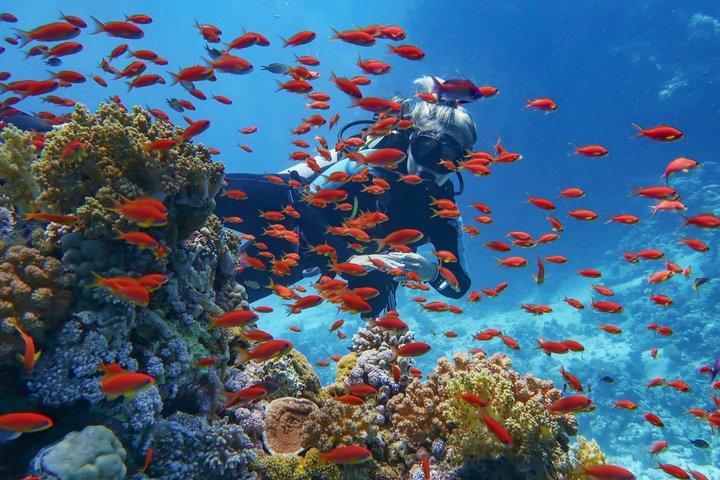 Sharm El Sheikh Ras Mohammed and White Island Cruise with Lunch