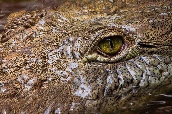 Mangrove tour, crocodiles , monkeys birds nature Boat or Kayak