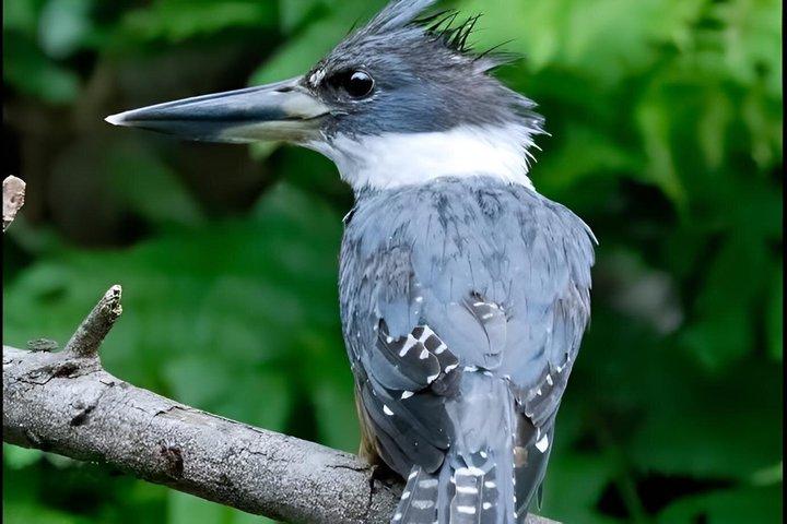 Mangrove tour, crocodiles , monkeys birds nature Boat or Kayak