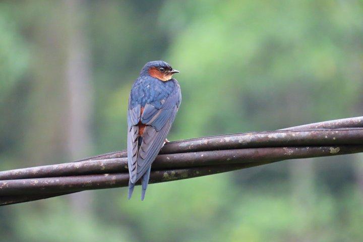 Bird watching in Colombo