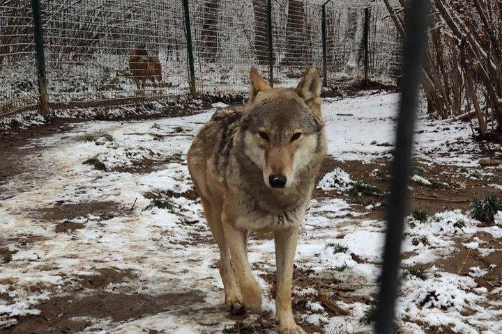 Bears Sanctuary, Dracula's Castle & Brașov City, Small-group 7 p