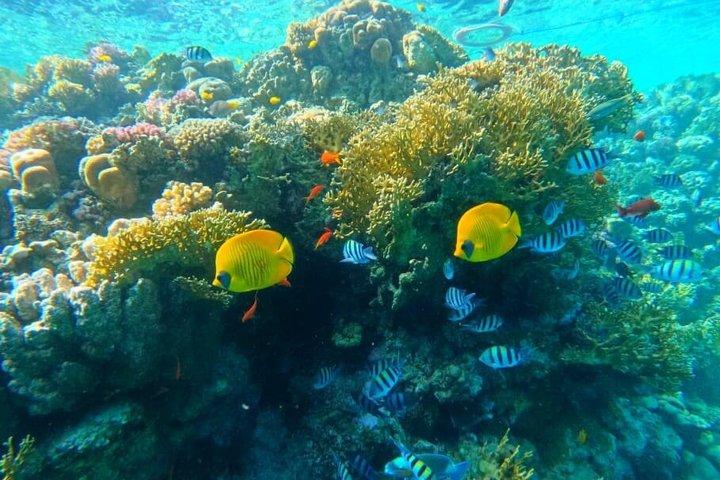 Orange Bay Giftun Island Snorkeling Cruise With Lunch – Hurghada