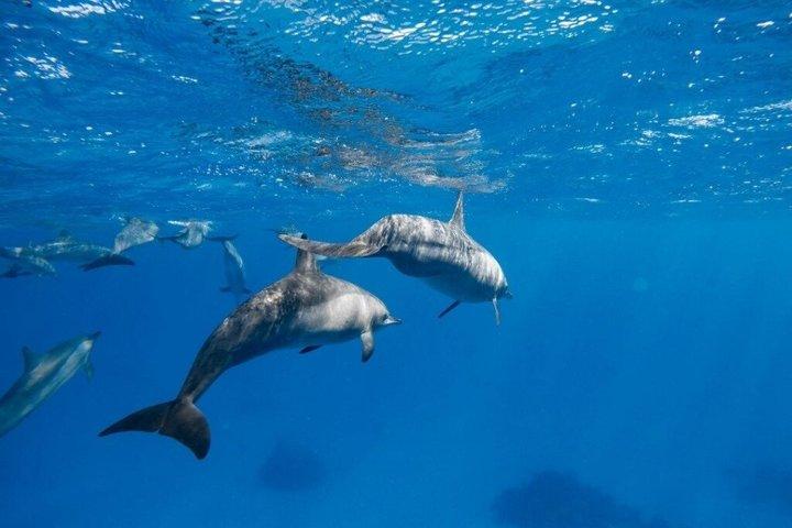 Dolphin House Full Day Snorkeling Cruise With Lunch – Hurghada