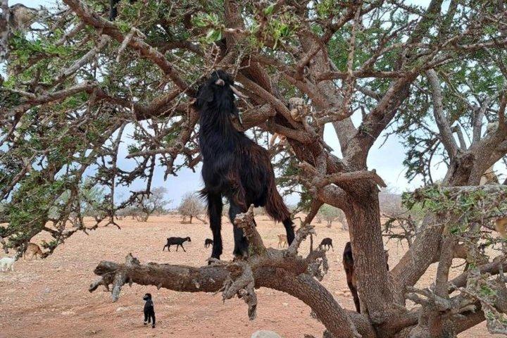 Sunrise Goats in Argan Trees & Agadir Souk Tour