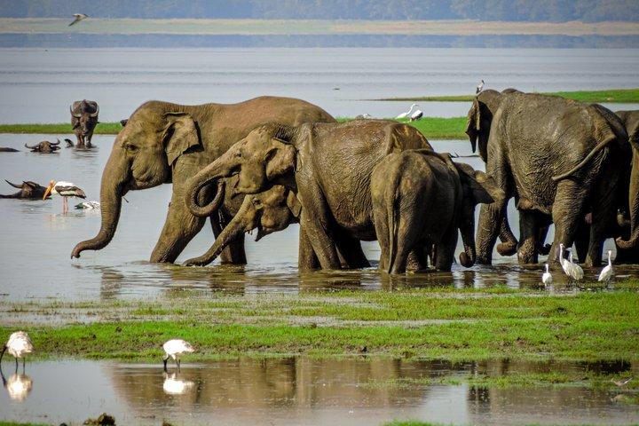 Minneriya premium Elephant Safari with expert Guide