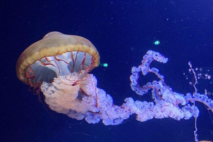 Aquarium de Paris Entry Ticket
