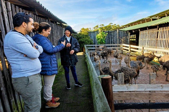 Cape Town: Cape Peninsula, Ostrich Farm & Penguins Tour