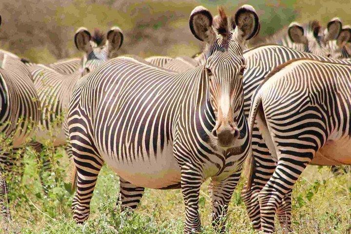 3 Days Safari Adventure to Samburu National Reserve