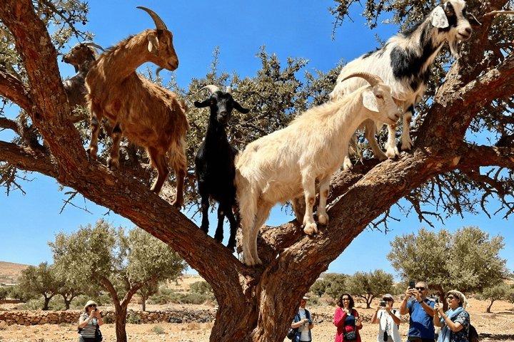 Morning Goats on Argan Trees & Crocoparc Tour with Entry Ticket