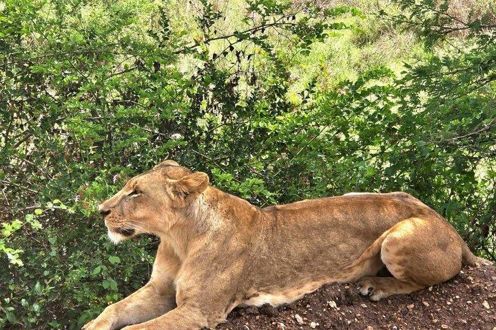 10 Day Kenya Safari Tour Adventure