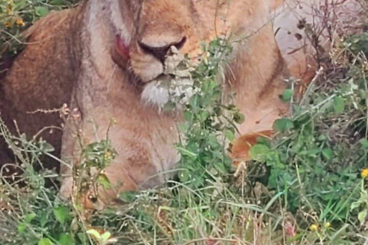 10 Day Kenya Safari Tour Adventure