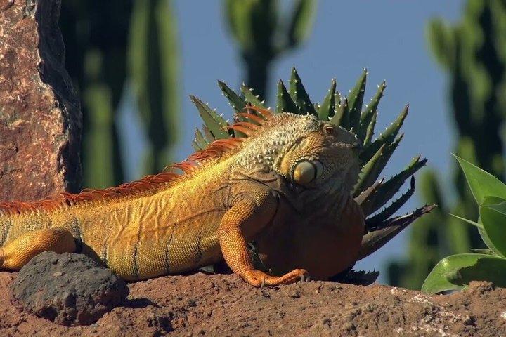 Morning Goats on Argan Trees & Crocoparc Tour with Entry Ticket