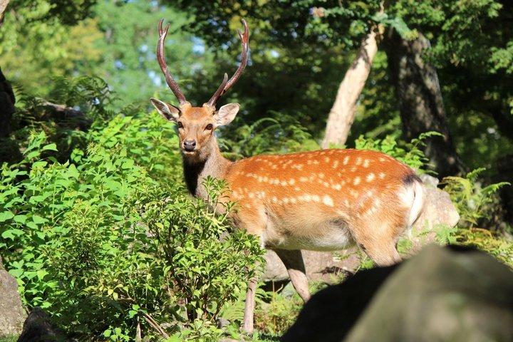 Osaka, Kyoto or Nara one day Private Charter car service
