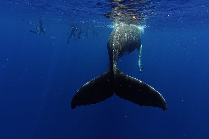 Guided Small Group Whale Watching and Swim Tour Tahiti