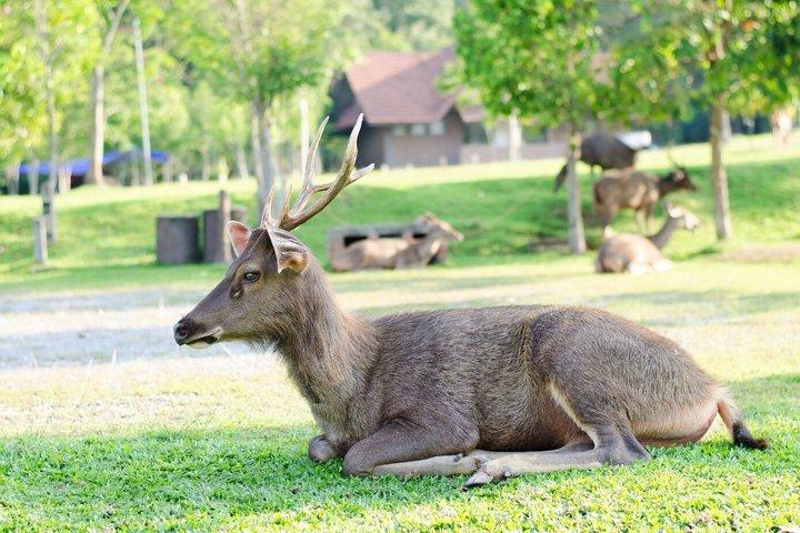 Khao Yai National Park and Waterfalls Tour from Bangkok