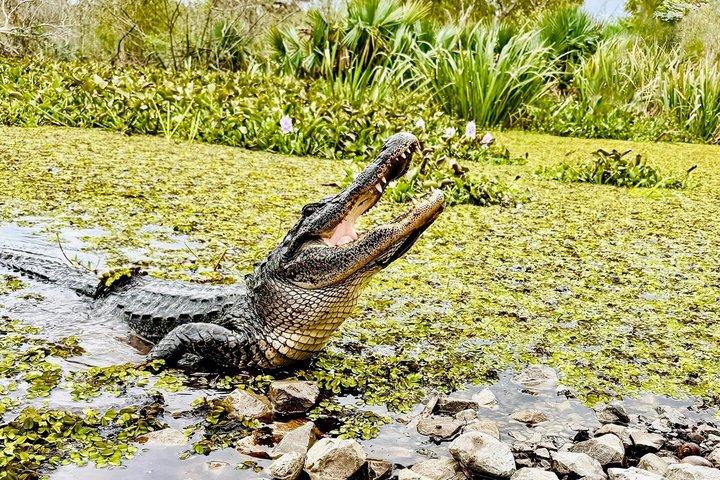 Half Day Private Swamp Experience in Louisiana