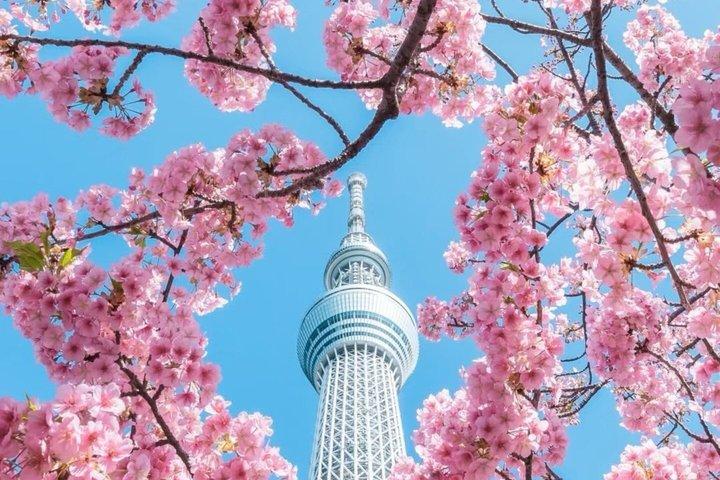 Tokyo Private Highlights Customizable Tour with English Driver