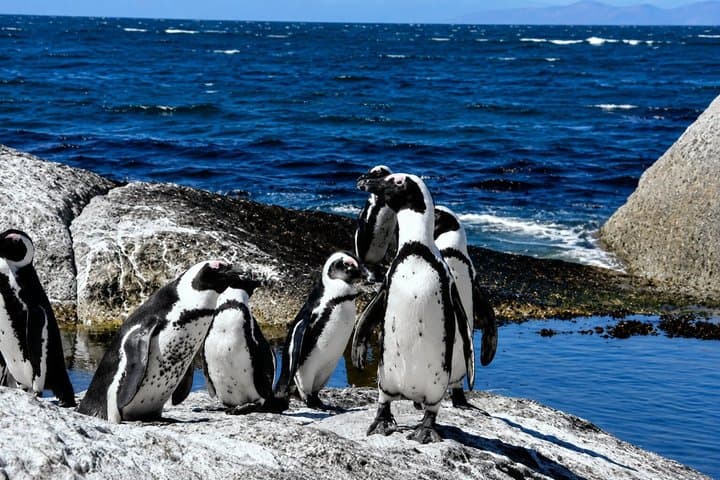 Cape of Good Hope, Cape Point & Penguins Private Morning Tour