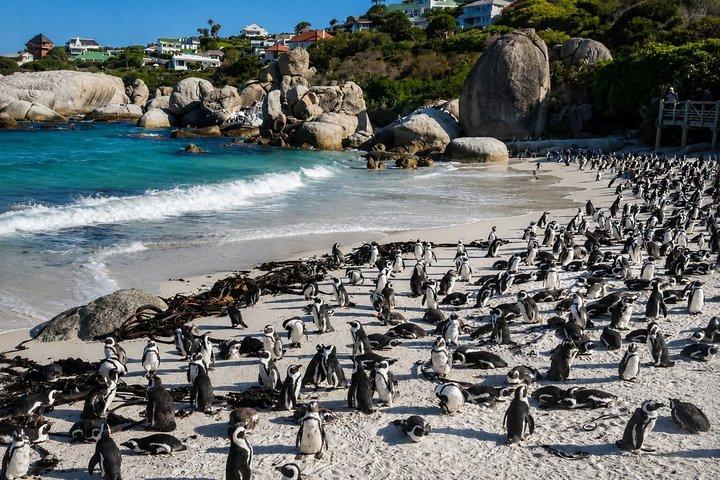 Cape of Good Hope, Cape Point & Penguins Private Morning Tour