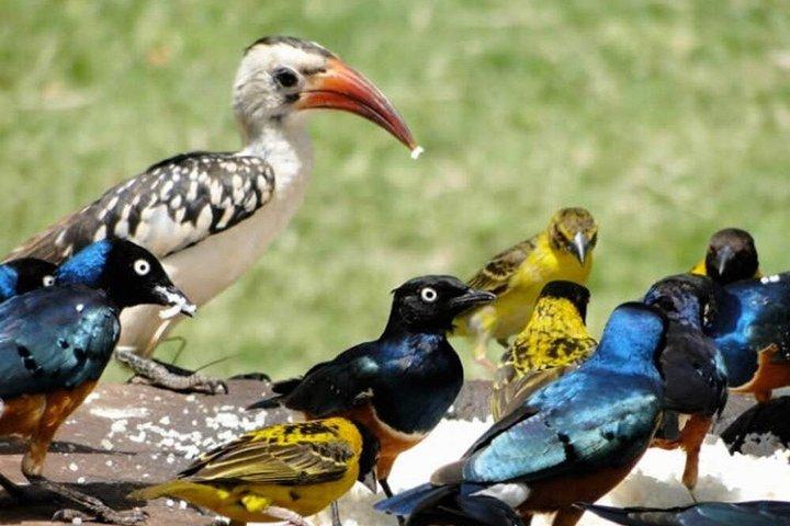 5 Days Bird Watching Amboseli Tsavo West and Tsavo East