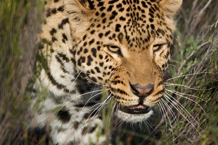 Explore the Best Big 5 Full Day Safari and Wine Tasting